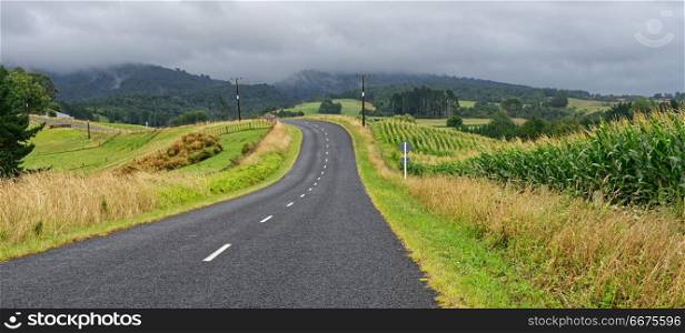 Country road in Waikato, New Zealand. Rural road with maize fields