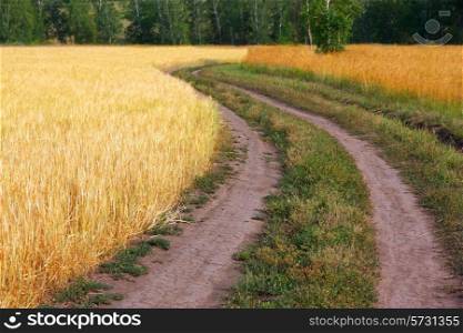 Country road in wheat field