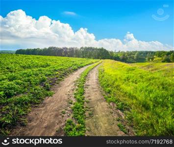 Country road in wild nature in sunny day