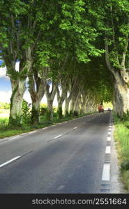 Country road lined with sycamore trees in southern France