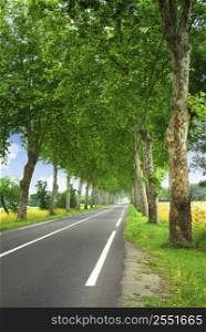 Country road lined with sycamore trees in southern France