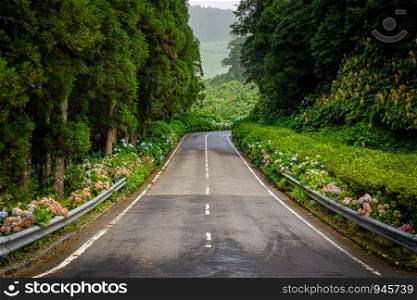 Country road on Sao Miguel with many flowers and forest