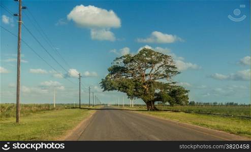 Country road running in parallel with the power lines with a giant tree on the side in Mozambique