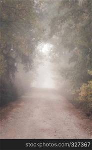 Country road running through the deciduous forest on a foggy morning.