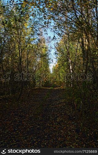 country road through a shady autumn forest perspective