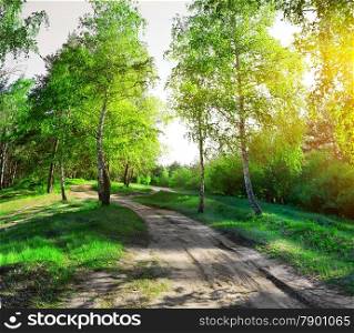 Country road through birchwood in sunny morning