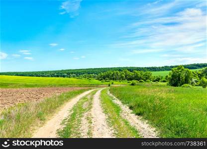 Country road through field and forest at sunny summer day. Country road through field