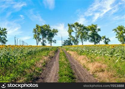 Country road through the field with sunflowers. Road and sunflowers
