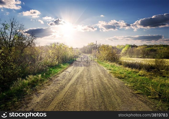 Country road through the wild garden in sunny day