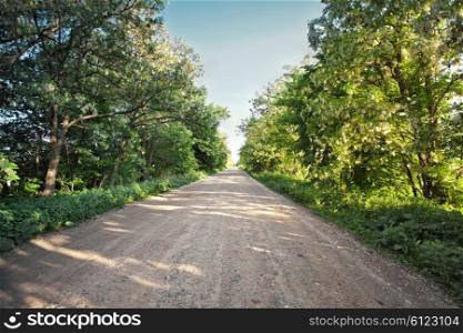 Country road with blooming acacia trees. Sunny spring day. Ukraine
