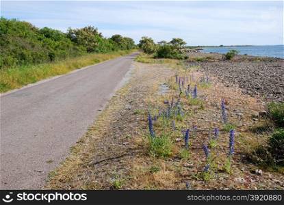 Country road with blossom blue-weed flowers by the coast of the Swedish island Oland in the Baltic Sea