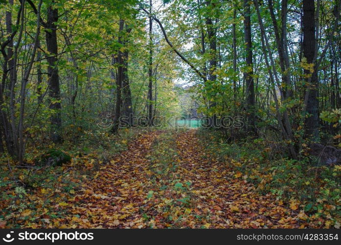 Country road with leaves and trees in fall colors