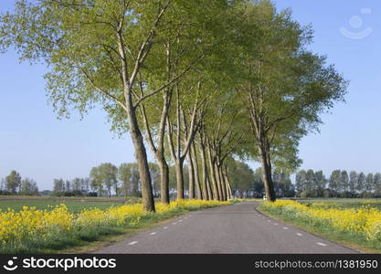 country road with yellow rapeseed flowers and tree line near leerdam in holland under blue sky in spring