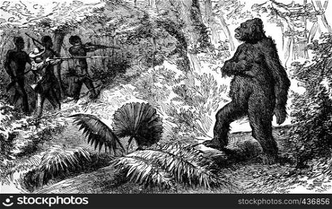 Country snakes. The death of gorilla, vintage engraved illustration. Journal des Voyage, Travel Journal, (1880-81).