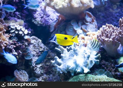 country Spain - Barcelona Aquarium close up