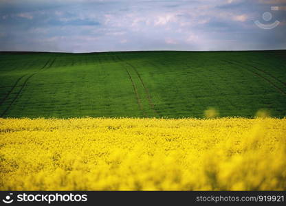 Country, way on spring field of yellow rapes flowers, rape. Blue sunny sky with clouds. Landscape backgrounds. Ukraine, Europe. Beauty world, countryside. Flowering rape, canola field. Country, way on spring field of yellow rapes flowers, rape. Blue sunny sky with clouds. Landscape backgrounds.Country, way on spring field of yellow rapes flowers, rape. Blue sunny sky with clouds. Landscape backgrounds. Ukraine, Europe. Beauty world, countryside. Flowering rape, canola field.