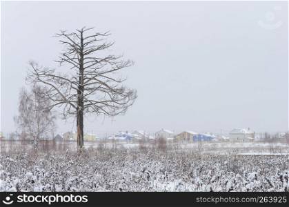 Country winter landscape. Bare trees in snowy field. Vladimir region, Russia.