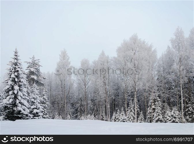 Country winter landscape in North Russia. Trees covered with hoarfrost, frosty winter day.