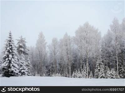 Country winter landscape in North Russia. Trees covered with hoarfrost, frosty winter day.
