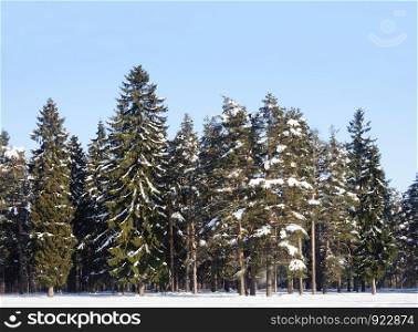Country winter landscape. Snowy fir trees in winter forest. Sunny day.