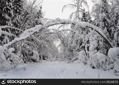 Country winter landscape. Snowy trees in winter forest.
