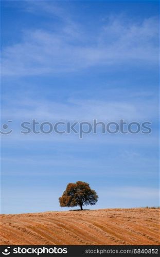 Countryside autumn landscape with lonely tree at the hill over blue sky