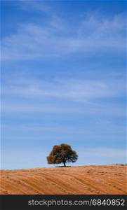 Countryside autumn landscape with lonely tree at the hill over blue sky