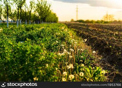 Countryside farming land. Land prepared for farming. Agriculture concept