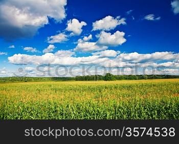 countryside field corn
