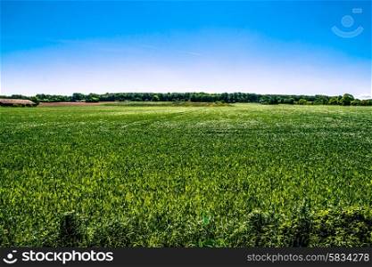 Countryside field in natural surroundings