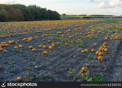 Countryside field plenty of big yellow pumpkins for autumn season