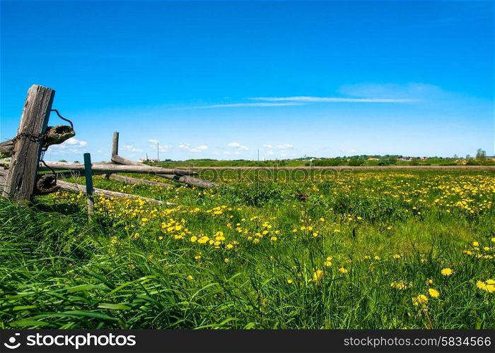 Countryside field with a bunch of dandelions