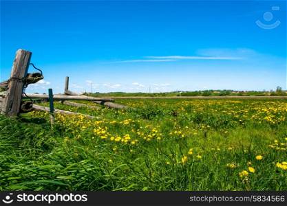 Countryside field with a bunch of dandelions