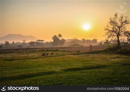 countryside landscape field and meadow sunrise beautiful morning with tree and chicken farm rural in agriculture