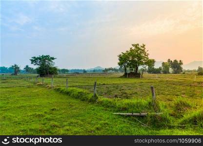 Countryside landscape field and sunrise meadow with tree farm agriculture