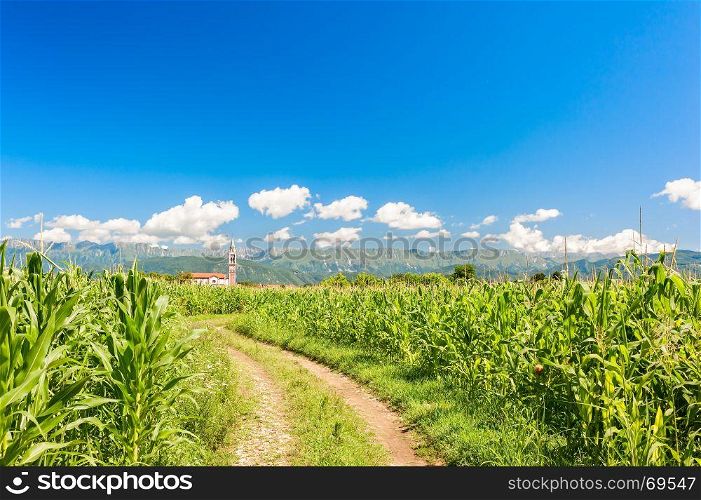 Countryside landscape. Field of corn, country road against blue sky with clouds.