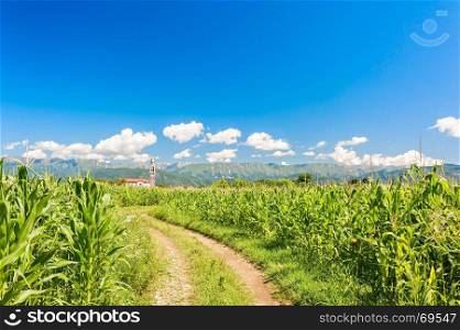 Countryside landscape. Field of corn, country road against blue sky with clouds.
