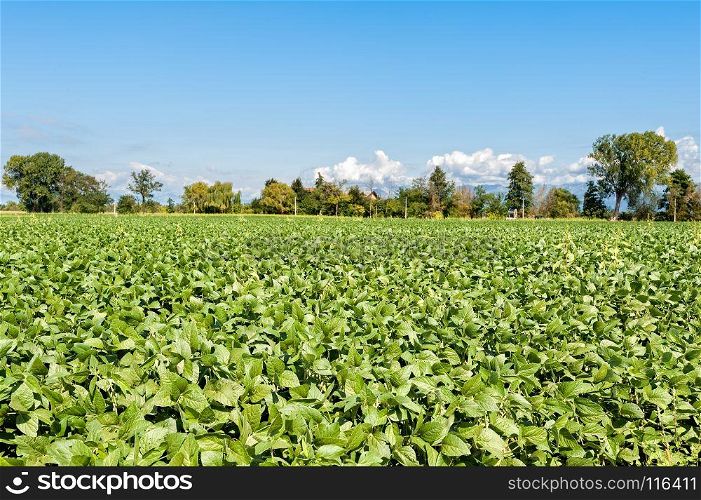 Countryside landscape. Field of soy again blue sky. Rural view.