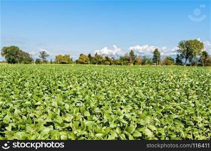 Countryside landscape. Field of soy again blue sky. Rural view.