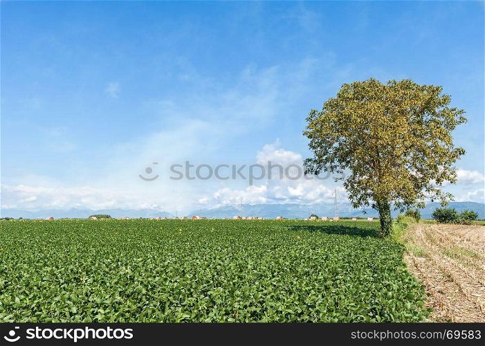Countryside landscape.Field of soybean,isolated treeand hay bales against blue sky with clouds.Rural scene.