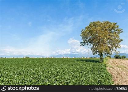 Countryside landscape.Field of soybean,isolated treeand hay bales against blue sky with clouds.Rural scene.