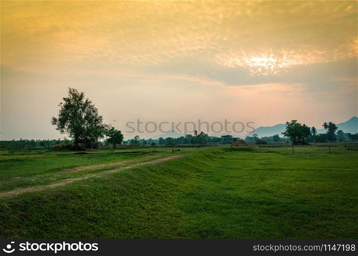 Countryside landscape field with tree and meadow green at sunset farm agriculture country