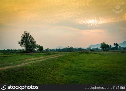 Countryside landscape field with tree and meadow green at sunset farm agriculture country