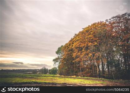 Countryside landscape in the autumn season with colorful golden leaves on the trees in the afternoon sun