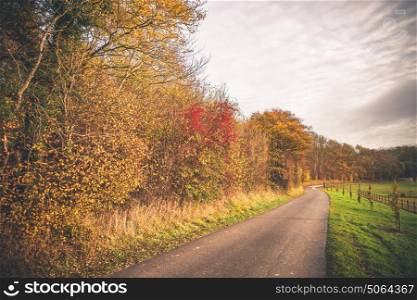 Countryside landscape in the fall with a small road surrounded by trees in autumn colors and green fields
