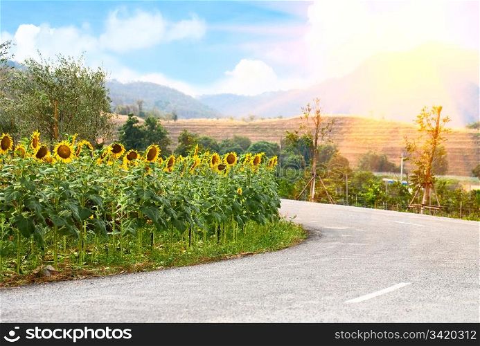 Countryside landscape. Sunflowers near the road.