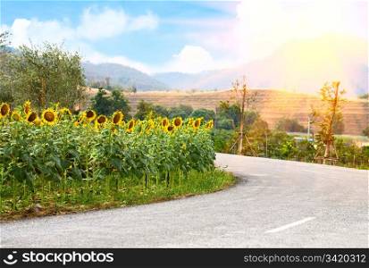 Countryside landscape. Sunflowers near the road.