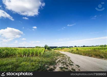 Countryside landscape with a path going through corn fields under a blue sky in the summer