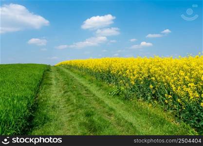 Countryside landscape with canola and green fields