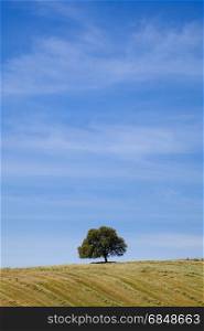 Countryside landscape with lonely tree at the hill over blue sky